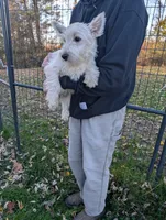Frankie , a male West Highland White Terrier for sale in Woodsfield, OH – 4 of 5