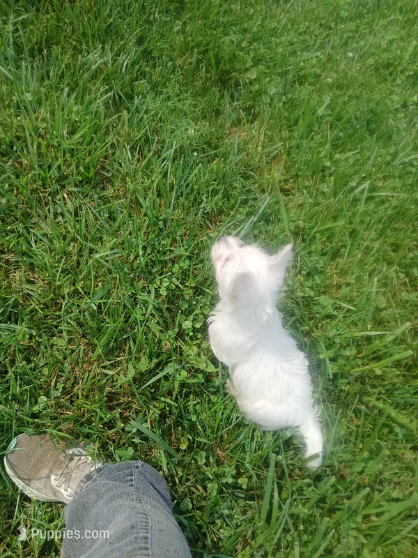 Suzie – West Highland White Terrier puppy for sale in Woodsfield, OH