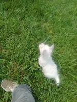 Suzie, a female West Highland White Terrier for sale in Woodsfield, OH – 1 of 4