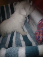 Fred, a male West Highland White Terrier for sale in Woodsfield, OH – 2 of 4