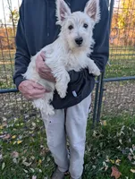 Frankie , a male West Highland White Terrier for sale in Woodsfield, OH – 3 of 5