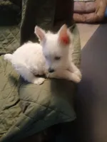 Sammy, a male West Highland White Terrier for sale in Woodsfield, OH – 2 of 6