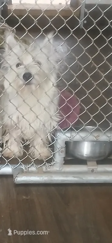 Georgie – West Highland White Terrier puppy for sale in Woodsfield, OH