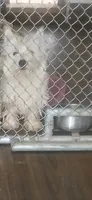 Georgie, a male West Highland White Terrier for sale in Woodsfield, OH – 1 of 2