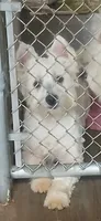 Manny, a male West Highland White Terrier for sale in Woodsfield, OH – 2 of 4