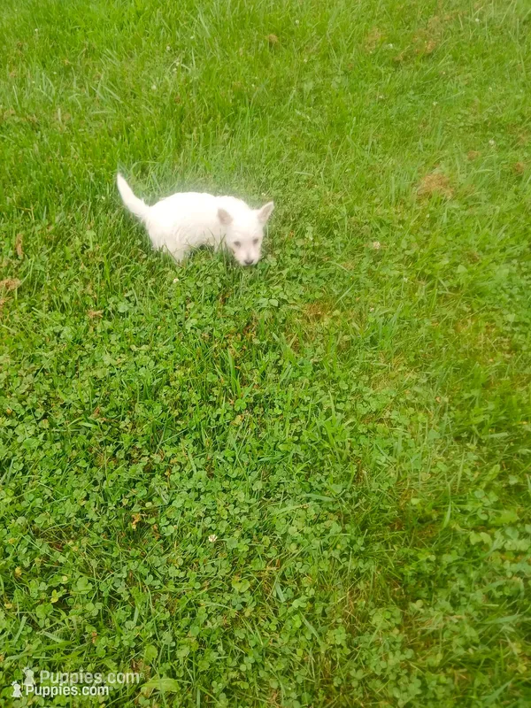 Fred – West Highland White Terrier puppy for sale in Woodsfield, OH