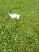 Fred, a male West Highland White Terrier for sale in Woodsfield, OH – 4 of 4