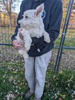 Frankie , a male West Highland White Terrier for sale in Woodsfield, OH – 5 of 5