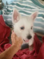 Feebs, a female West Highland White Terrier for sale in Woodsfield, OH – 3 of 4