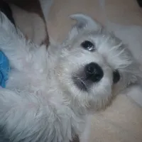 Josie, a female West Highland White Terrier for sale in Woodsfield, OH – Photo 1 of 3