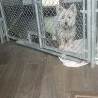 Josie, a female West Highland White Terrier for sale in Woodsfield, OH – Photo 3 of 3