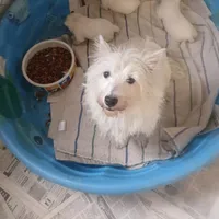 Josie, a female West Highland White Terrier for sale in Woodsfield, OH – Photo 2 of 3