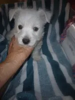 Fred, a male West Highland White Terrier for sale in Woodsfield, OH – 3 of 4