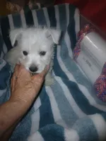 Sammy, a male West Highland White Terrier for sale in Woodsfield, OH – 6 of 6