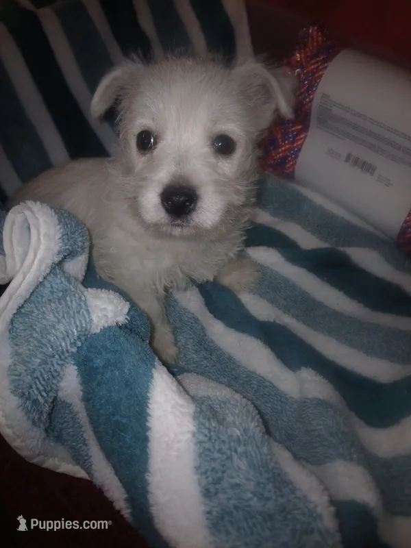 Fred – West Highland White Terrier puppy for sale in Woodsfield, OH