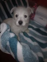 Fred, a male West Highland White Terrier for sale in Woodsfield, OH – 1 of 4