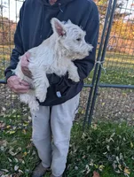 Frankie , a male West Highland White Terrier for sale in Woodsfield, OH – 2 of 5
