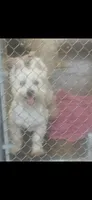 Manny, a male West Highland White Terrier for sale in Woodsfield, OH – 3 of 4