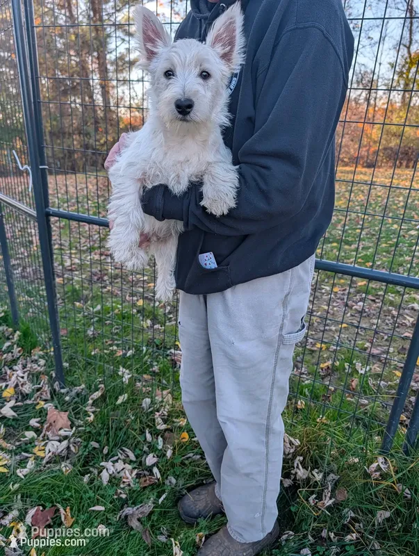 Frankie  – West Highland White Terrier puppy for sale in Woodsfield, OH