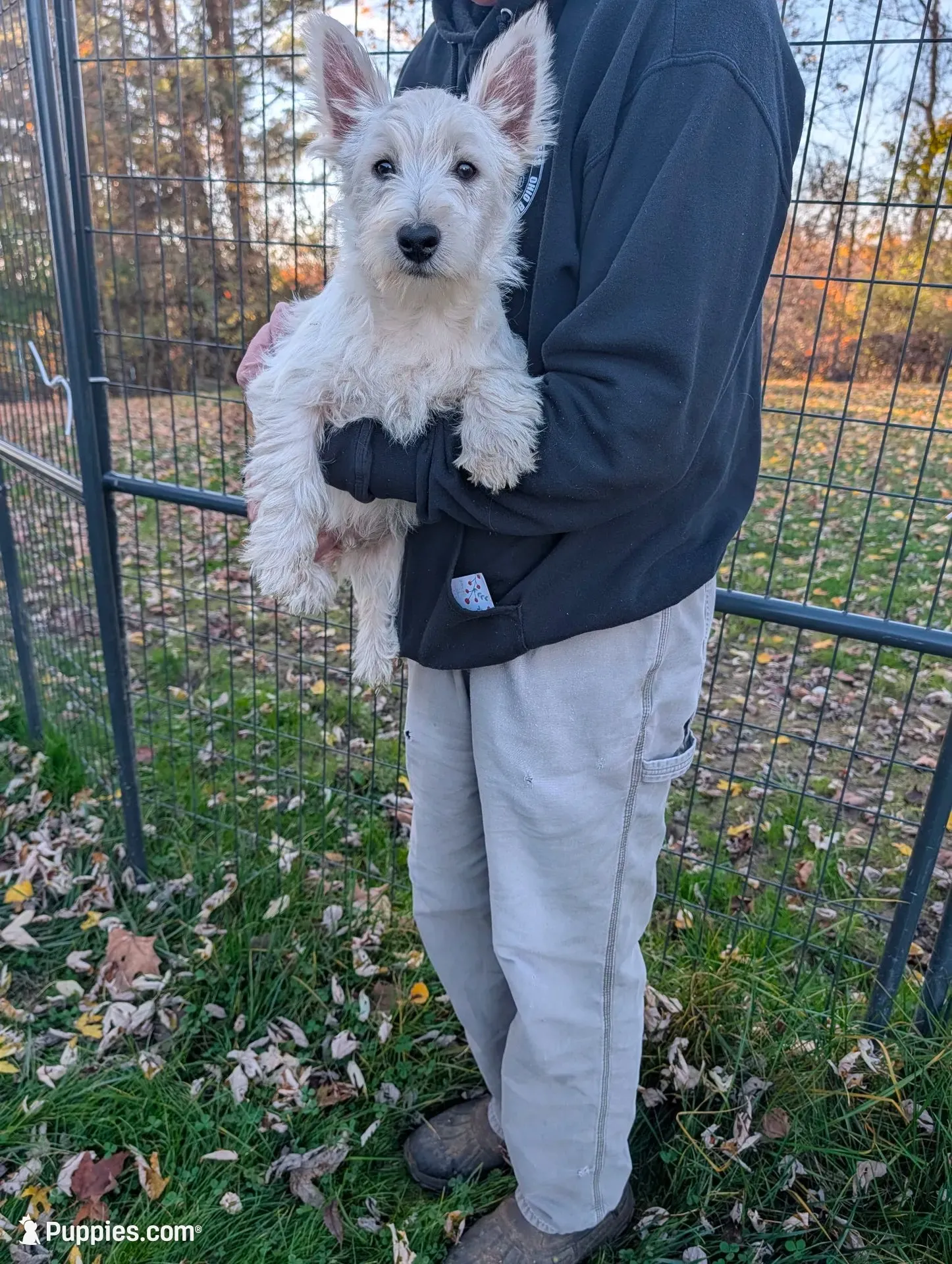 Frankie , a male West Highland White Terrier for sale in Woodsfield, OH – 1 of 5