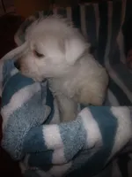 Sammy, a male West Highland White Terrier for sale in Woodsfield, OH – 5 of 6