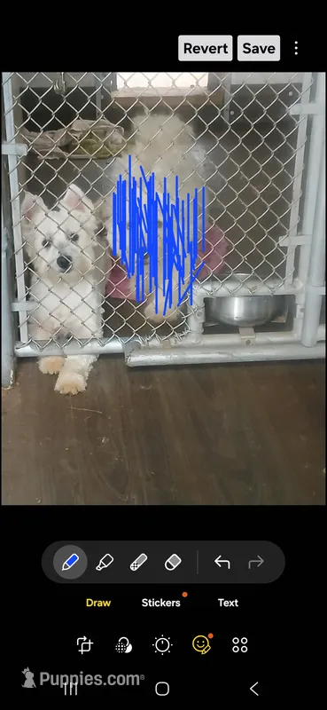 Manny – West Highland White Terrier puppy for sale in Woodsfield, OH