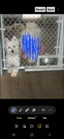 Manny, a male West Highland White Terrier for sale in Woodsfield, OH – 1 of 4