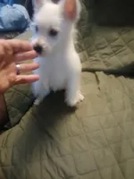 Sammy, a male West Highland White Terrier for sale in Woodsfield, OH – 1 of 6