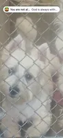 Manny, a male West Highland White Terrier for sale in Woodsfield, OH – 4 of 4