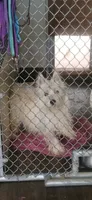 Georgie, a male West Highland White Terrier for sale in Woodsfield, OH – 2 of 2