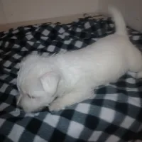 Joe, a male West Highland White Terrier for sale in Woodsfield, OH – Photo 1 of 2