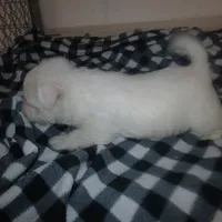 Joe, a male West Highland White Terrier for sale in Woodsfield, OH – Photo 2 of 2