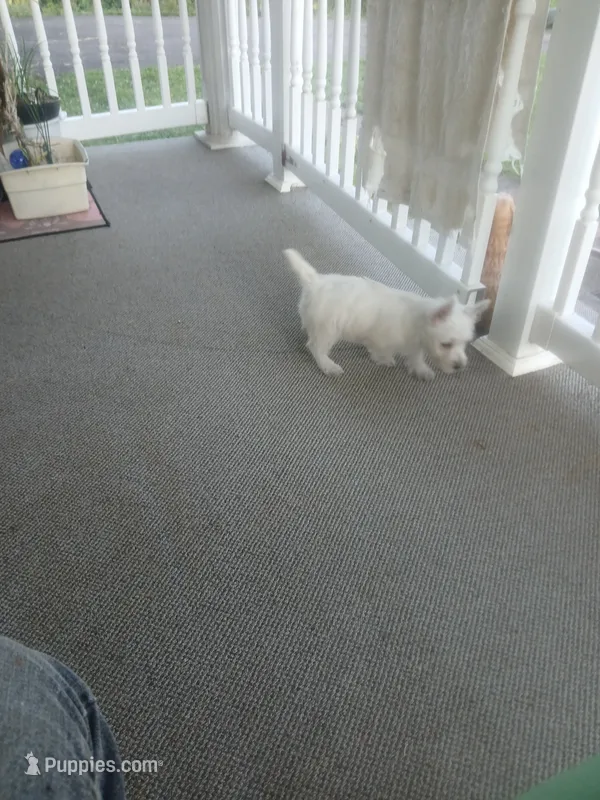 Feebs – West Highland White Terrier puppy for sale in Woodsfield, OH