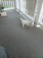Feebs, a female West Highland White Terrier for sale in Woodsfield, OH – 1 of 4