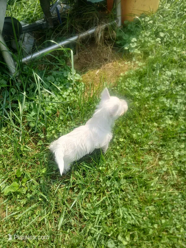 Suzie – West Highland White Terrier puppy for sale in Woodsfield, OH