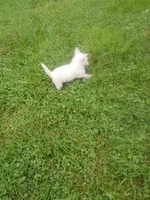 Feebs, a female West Highland White Terrier for sale in Woodsfield, OH – 4 of 4
