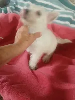 Feebs, a female West Highland White Terrier for sale in Woodsfield, OH – 2 of 4