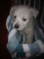 Sammy, a male West Highland White Terrier for sale in Woodsfield, OH – 4 of 6