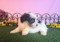 Lucy, a female Shihpoo for sale in Kirksville, MO – 5 of 8
