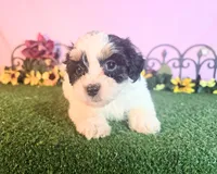 Lucy, a female Shihpoo for sale in Kirksville, MO – 6 of 8