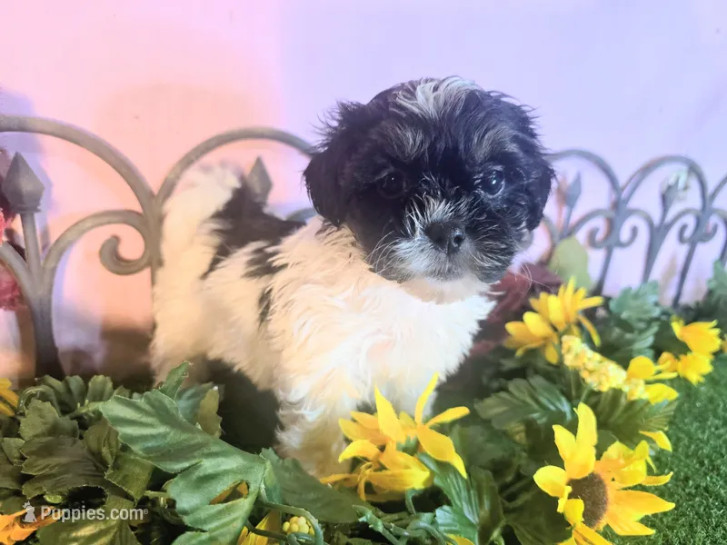 Luna – Shihpoo puppy for sale in Kirksville, MO