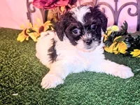 Max, a male Shihpoo for sale in Kirksville, MO – 7 of 8