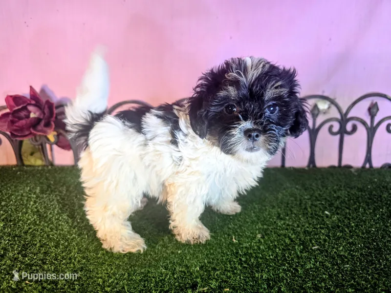Bella – Shihpoo puppy for sale in Kirksville, MO