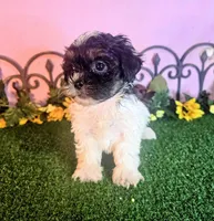 Luna, a female Shihpoo for sale in Kirksville, MO – 2 of 8