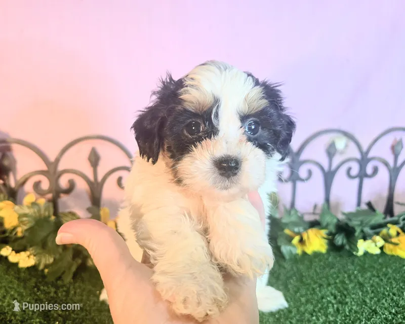 Lucy – Shihpoo puppy for sale in Kirksville, MO