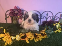 Cooper, a male Shihpoo for sale in Kirksville, MO – 8 of 10
