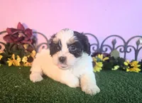 Lucy, a female Shihpoo for sale in Kirksville, MO – 4 of 8