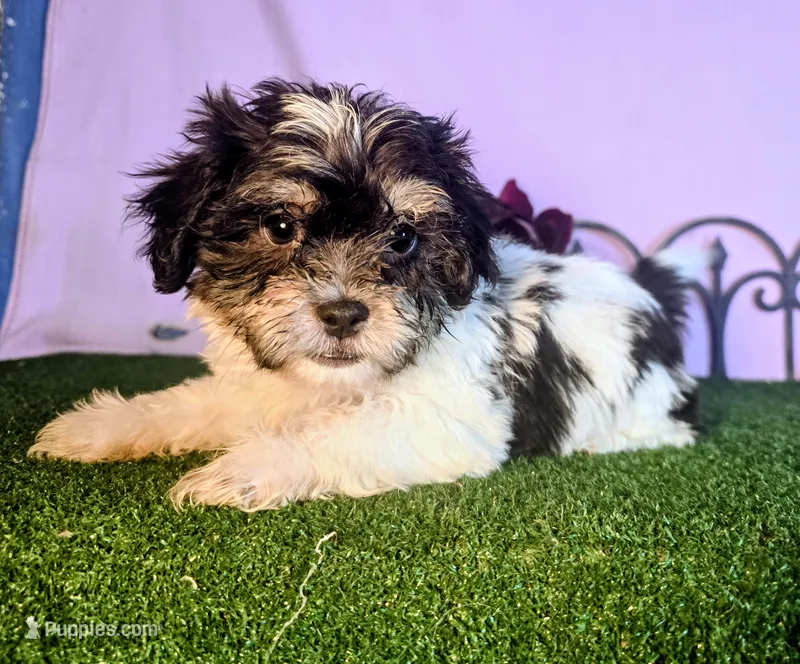 Luna – Shihpoo puppy for sale in Kirksville, MO