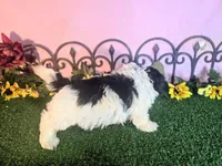 Luna, a female Shihpoo for sale in Kirksville, MO – 8 of 8