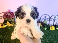 Cooper, a male Shihpoo for sale in Kirksville, MO – 6 of 10